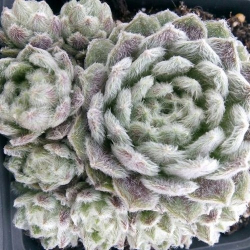 Sempervivum 'Coconut Kiss' - Mägisibul 'Coconut Kiss' 